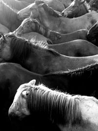 Herd of horses