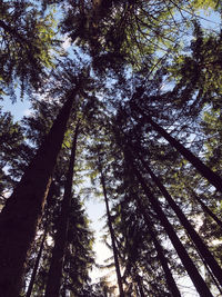 Low angle view of trees in forest