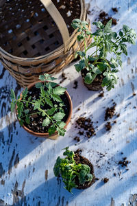 High angle view of potted plants in basket on table