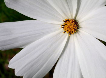 Macro shot of daisy flower