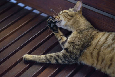 High angle view of cat resting on wooden floor