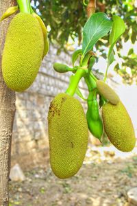 Close-up of fruits growing on plant