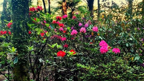 Red flowers in bloom