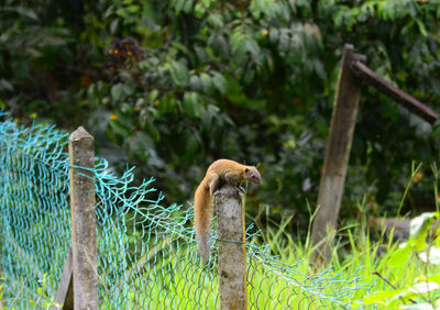 Squirel rest on wire fence seround with nature backgound