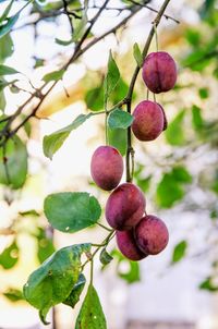 Close-up of berries growing on tree