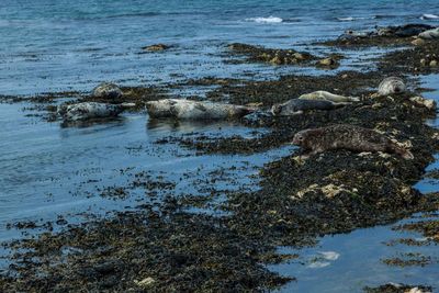 Sea lions in water