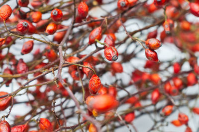 Close-up of red berries on tree