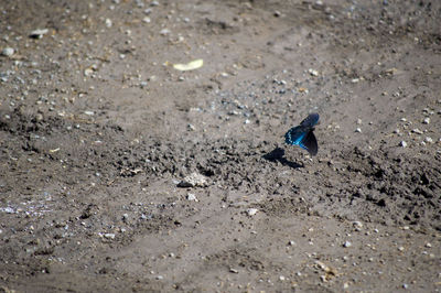 Close-up of bird on sand