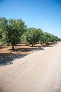 Road amidst trees against clear sky