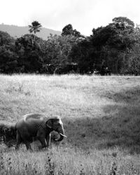 Side view of elephant walking on grassy field