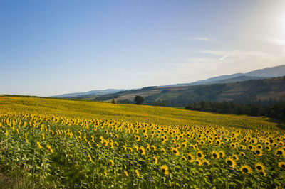 Scenic view of sunflower field against sky