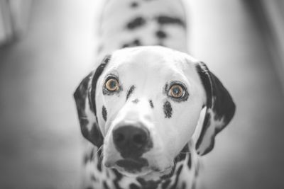 Close-up portrait of dog