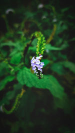 Close-up of purple flowering plant