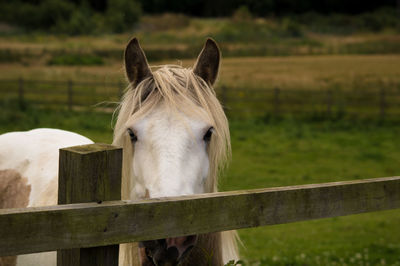 Close-up of horse on field