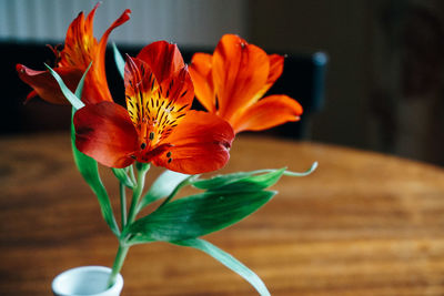 Close-up of flower blooming indoors