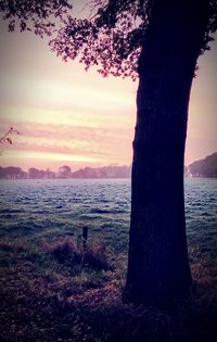 Silhouette tree by sea against sky during sunset