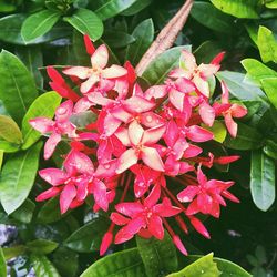 Close-up of pink flowers