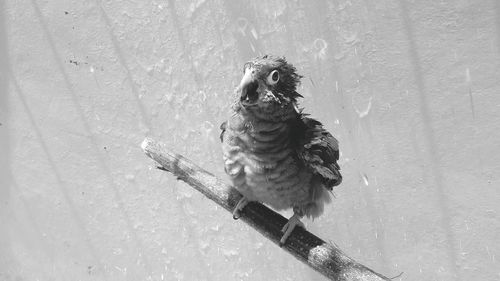 Close-up of bird perching on snow