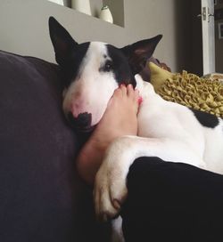 Dog resting on sofa