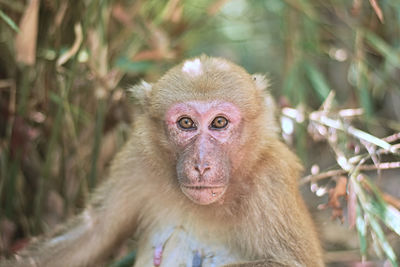 Close-up of monkey