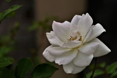 Close-up of white flower growing on tree