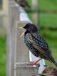 Close-up of bird perching on wood