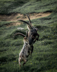 Ibex goats fishing on land