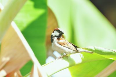 Close-up of bird perching on leaf