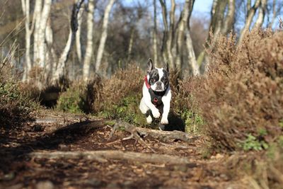 French bulldog running on field at forest
