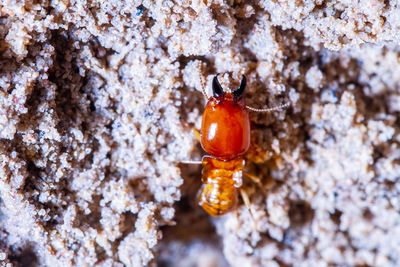 Close-up of insect