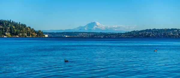 Swan swimming in sea against clear blue sky