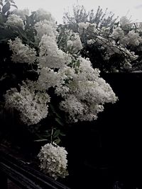 White flowers blooming on tree