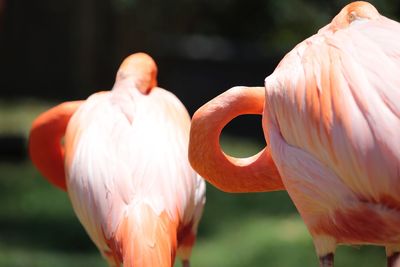 Close-up of bird