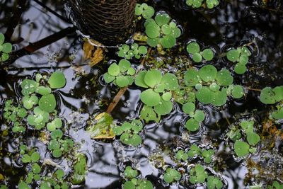 High angle view of leaves floating on water