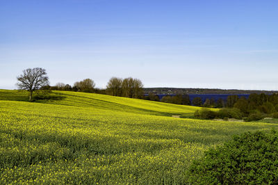 Scenic view of field against clear sky