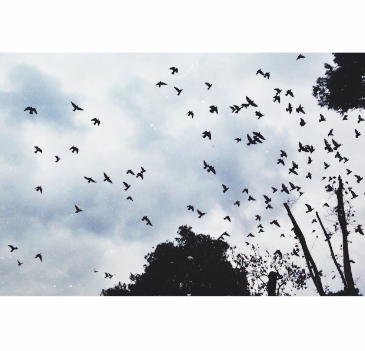 BIRDS FLYING IN SKY