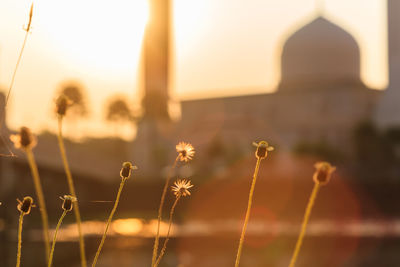 Close-up of flowering plant against sky during sunset