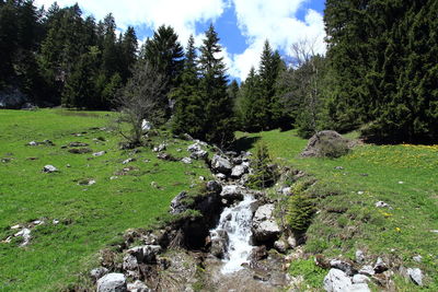 Scenic view of stream amidst trees against sky