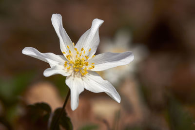 Close-up of white flower