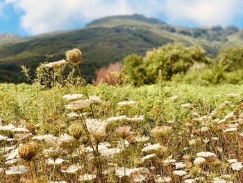 Plants growing on land