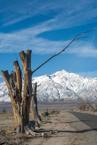 Bare winter trees along road at manzanar historic site with snowy sierra nevada mountains