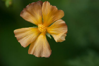 Close-up of yellow flower