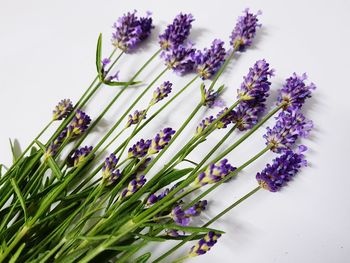 Close-up of purple flowering plant against white background