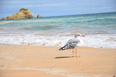 Seagull on beach