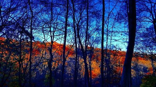 Bare trees in forest