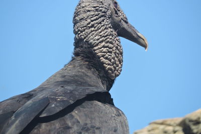 Low angle view of  cormorant against clear sky