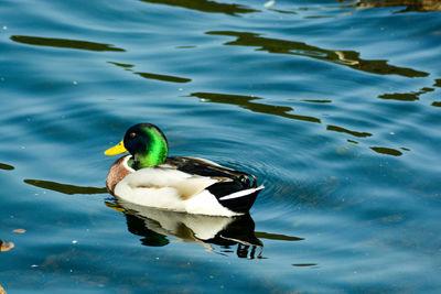 High angle view of mallard duck swimming in lake