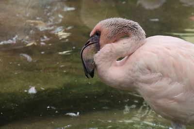 Close-up of swan in lake