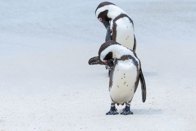 High angle view of penguins on snow covered land