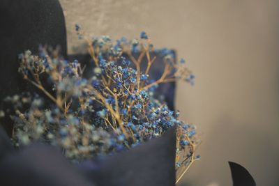 Close-up of flowering plant